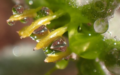 P1215275b.jpg